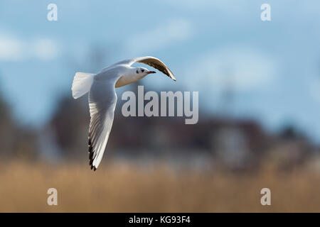 Lachmöwe (Larus ridibundus) über den Schilfgürtel fliegen, Häuser im Hintergrund Stockfoto