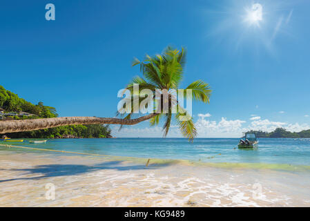 Palm Tree über schöne Strand auf der tropischen Insel. Stockfoto