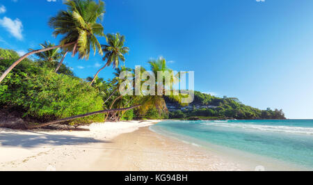 Schöne Kokospalmen am tropischen Strand Stockfoto