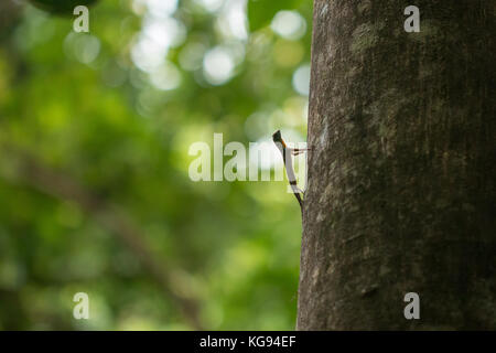 Insekt Makro in Tangkoko National Park. Nord Sulawesi, Indonesien. Stockfoto