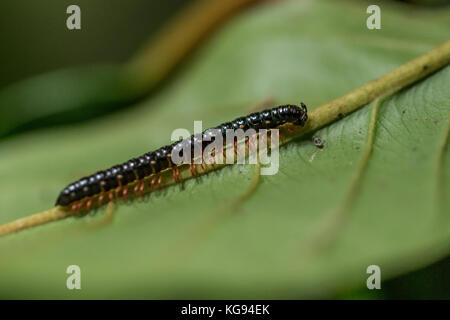 Insekt Makro in Tangkoko National Park. Nord Sulawesi, Indonesien. Stockfoto