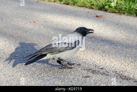 Mit Kapuze grau Krähe in Borissow Park, Sofia, Bulgarien Stockfoto