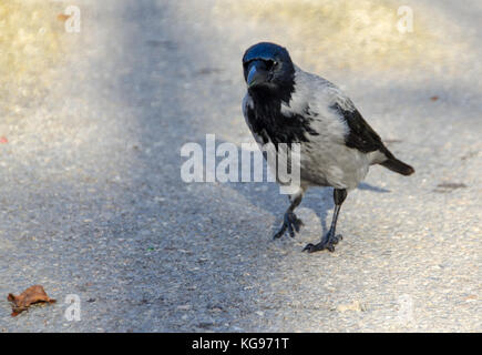 Mit Kapuze grau Krähe in Borissow Park, Sofia, Bulgarien Stockfoto