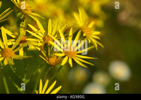 Blumen und Gras leuchtet von warmen sonnenbeschienenen auf einer Sommerwiese, abstrakte natürlichen Hintergründe für Ihr Design. pratensis, Ragwort Stockfoto