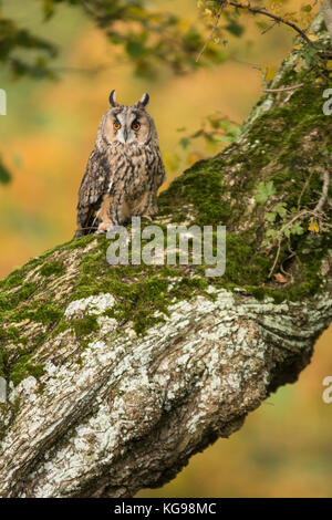 Eine lange eared owl hocken auf einem Ast Stockfoto