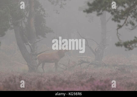 Red Deer (Cervus elaphus) mit Nebel, Nationalpark Hoge Veluwe, Gelderland, Niederlande, Europa Stockfoto