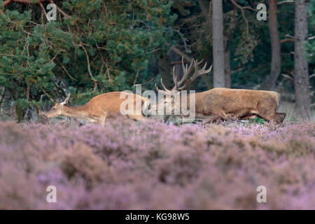 Red Deer (Cervus elaphus) Nationalpark Hoge Veluwe, Niederlande, Europa Stockfoto