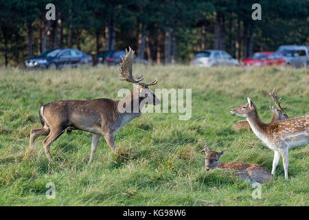 Damwild (Dama Dama) und Autos im Phoenix Park, Dublin, Irland Stockfoto