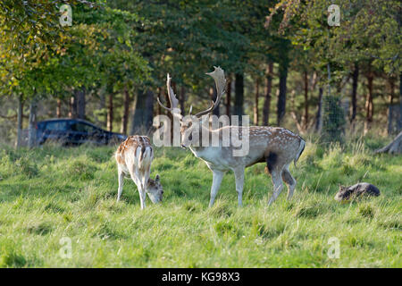 Damwild (Dama Dama) und Autos im Phoenix Park, Dublin, Irland Stockfoto