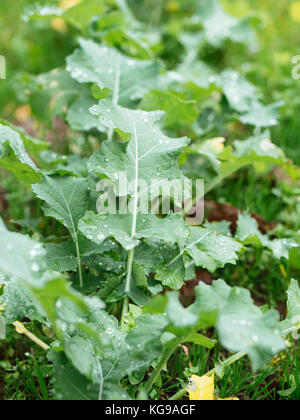 Traditionelle deutsche Collard Greens genannt Bremer Scheerkohl wächst in einem Gemüsegarten. Stockfoto