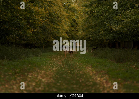 Eine Herde von damwild versammelten sich in - zwischen zwei Herbst farbige Baum Linien. Stockfoto