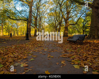 Blätter im Herbst im Green Park, Central London an einem hellen, sonnigen Tag Stockfoto