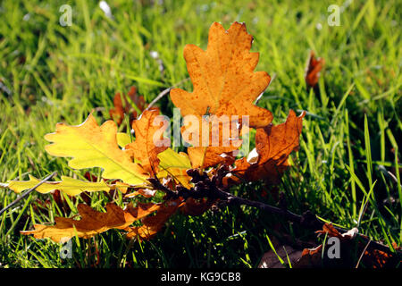 Blätter im Herbst in den Boden am Broughton Castle in der Nähe von Banbury, Oxfordshire Stockfoto