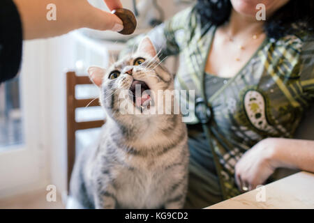 Süße Katze gähnt, während eine Hand mit einem Kastanie mit zu spielen. Stockfoto