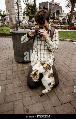 Katzen im Parque Central in Miraflores Stockfoto