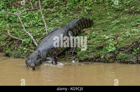 entlang des Flusses Stockfoto