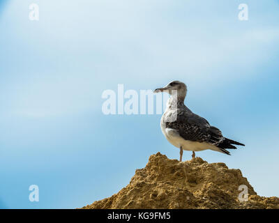 Möwe auf dem Sandstrand zu Gale, Bezirk der Algarve, Portugal Stockfoto