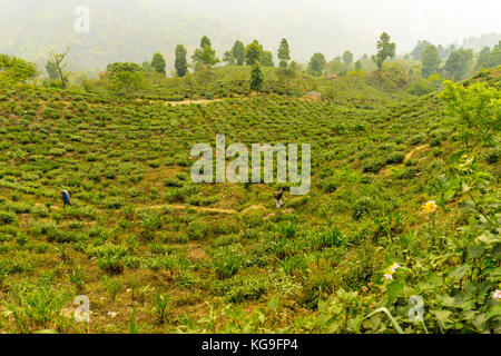 Tour der makai bari Kaffee Immobilien Stockfoto