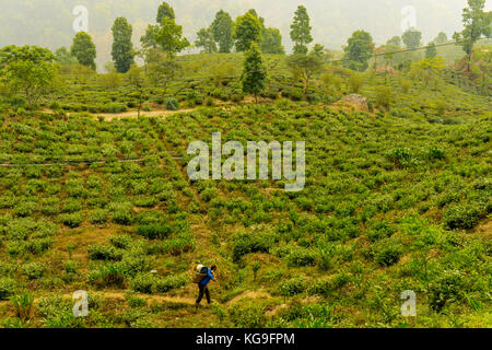 Tour der makai bari Kaffee Immobilien Stockfoto