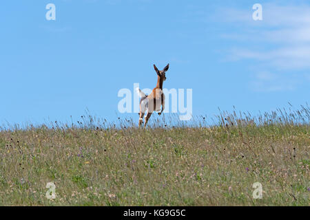 Rehe springen über die Prärie in Theodore Roosevelt National Park in North Dakota Stockfoto