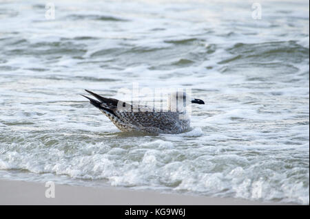 Natac wielka, Polen. 5 Nov, 2017. Möwe auf Sandstrand in sonnigen Tag an der Ostsee in Natac wielka, Polen. 5 Nov, 2017. © wojciech Strozyk/Alamy Stock Photo Credit: Wojciech Stróżyk/Alamy leben Nachrichten Stockfoto