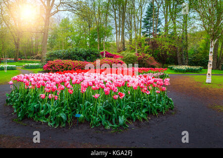 Atemberaubender frühling landschaft mit frischen Tulpen, Frühling Blumen und bunte Sträucher im berühmten holländischen Keukenhof Park, in der Nähe von Amsterdam, Niederlande Stockfoto