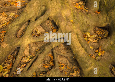 Ineinandergegriffen baum Wurzeln einer Europäischen Buche (Fagus sylvatica) im Herbst Saison. Stockfoto