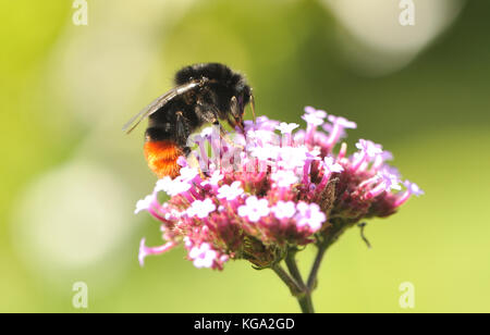 Ein Arbeiter Red-tailed Hummel (Bombus lapidaries) Nahrungssuche auf einer Verbena bonariensis Blütenkopf. Bedgebury Wald, Kent, England. UK. Stockfoto