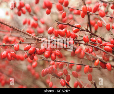 Rote Beeren an einer dornigen Berberishecke, nachdem die Blätter im Herbst gefallen sind. Topsham, Devon, Großbritannien. Stockfoto