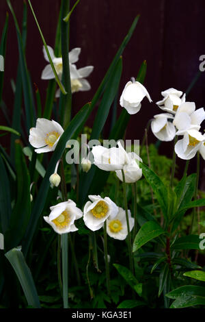 Anemone sylvestris, Schneeglöckchen, Anemonen, Blumen, Blüten, weiß, Blüte, Frühling, Raum Füller, mehrjährig, RM Floral Stockfoto