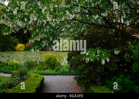 Baume involucrata, Taube, Taschentuch Baum, weiß, Blume, Blumen, blühen, baum, bäume, Zierpflanzen, Altamont Gardens, Corona Nord, Carlow, Stockfoto