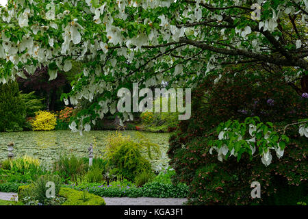 Baume involucrata, Taube, Taschentuch Baum, weiß, Blume, Blumen, blühen, baum, bäume, Zierpflanzen, Altamont Gardens, Corona Nord, Carlow, Stockfoto