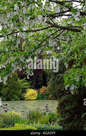 Baume involucrata, Taube, Taschentuch Baum, weiß, Blume, Blumen, blühen, baum, bäume, Zierpflanzen, Altamont Gardens, Corona Nord, Carlow, Stockfoto