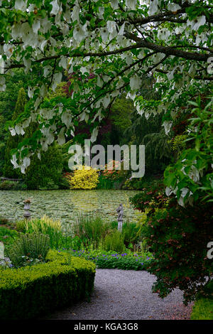 Baume involucrata, Taube, Taschentuch Baum, weiß, Blume, Blumen, blühen, baum, bäume, Zierpflanzen, Altamont Gardens, Corona Nord, Carlow, Stockfoto