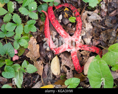 Clathrus archeri aka lysurus anthurus archeri, archeri, pseudocolus archeri, die gemeinhin als Octopus Exemplar des Gemeinen Stinkmorchels oder Devil's Finger bekannt Stockfoto