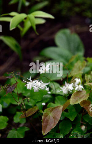 Epimedium youngianum Niveum, weiß, Blumen, Wald, Stauden, barrenwort, Schatten, Frühling, schattig, schattiert, RM Floral Stockfoto