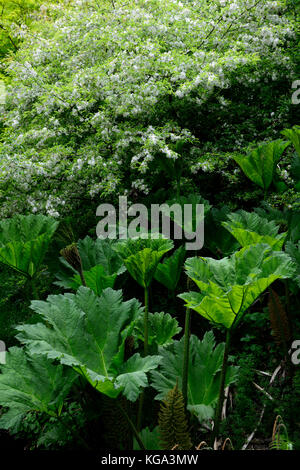 Gunnera Dolmetsch, riesige Rhabarber, Blatt, Blätter, Laub, Wasser liebend, feuchte Erde, invasive Arten, RM floral Stockfoto