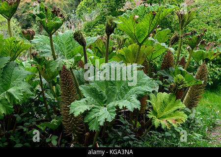 Gunnera Dolmetsch, riesige Rhabarber, Blatt, Blätter, Laub, Wasser liebend, feuchte Erde, invasive Arten, RM floral Stockfoto