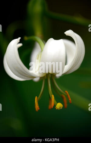 Martagon Lily, Lilium martagon Album, Lilie, Lilien, weiß, Blume, Blumen, mehrjährige Pflanze, die turk-cap Lily, Schatten, Schatten, Türken Kappe, RM Floral Stockfoto