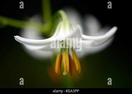 Martagon Lily, Lilium martagon Album, Lilie, Lilien, weiß, Blume, Blumen, mehrjährige Pflanze, die turk-cap Lily, Schatten, Schatten, Türken Kappe, RM Floral Stockfoto