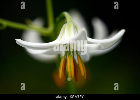 Martagon Lily, Lilium martagon Album, Lilie, Lilien, weiß, Blume, Blumen, mehrjährige Pflanze, die turk-cap Lily, Schatten, Schatten, Türken Kappe, RM Floral Stockfoto