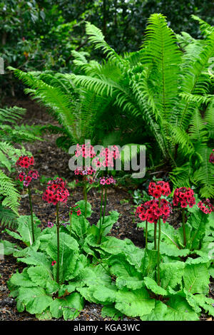 Primula japonica Matteuccia struthiopteris Millers Crimson,, japanisch Primel, Federball Farn, Schatten, schattig, Gemischt, Bepflanzung, Wald, Holz Stockfoto