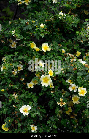 Rosa xanthina Canary Bird, Gelb, Blume, Strauch, Rose, Blumen, Cluster, Farn - wie Laub, Greifender dornigen Stiele, RM Floral Stockfoto