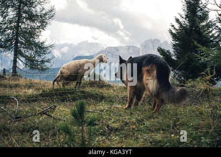 Schäferhund und ein Schaf von Cortina D'Ampezzo, Dolomiten, Italien Stockfoto