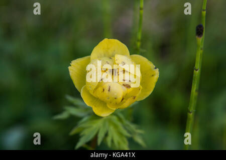 Trollius europaeus in Cortina D'Ampezzo, Dolomiten, Italien Stockfoto