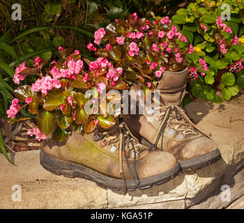 Alten Stiefel mit rosa Blumen Bettwäsche Begonien Stockfoto