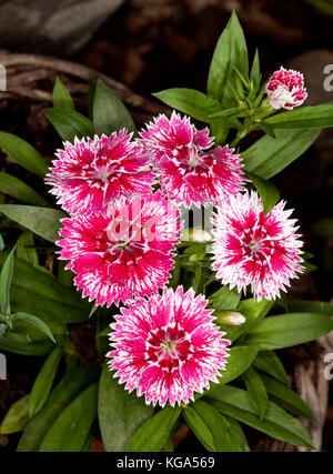 Cluster der leuchtend rote und weiße Blüten mit Rüschen eingefasst Blütenblätter von Dianthus barbatus auf dem Hintergrund der grüne Blätter Stockfoto