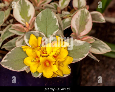 Cluster von leuchtend gelben Blumen und Grün und Weiß panaschierten Blätter ab Werk Lysimachia congestiflora 'Gold Cluster" Stockfoto