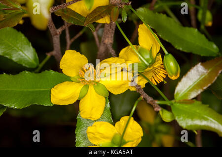 Leuchtend gelben Blumen und grüne Blätter von Ochna serrulata, Auge Bush's Mickey Mouse/Vogel, eine invasive Unkrautarten in Australien Stockfoto