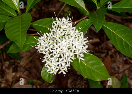 Weißen duftenden Blumen von Pavetta australiensis, Australian native Strauch Schmetterlinge anzieht. Stockfoto